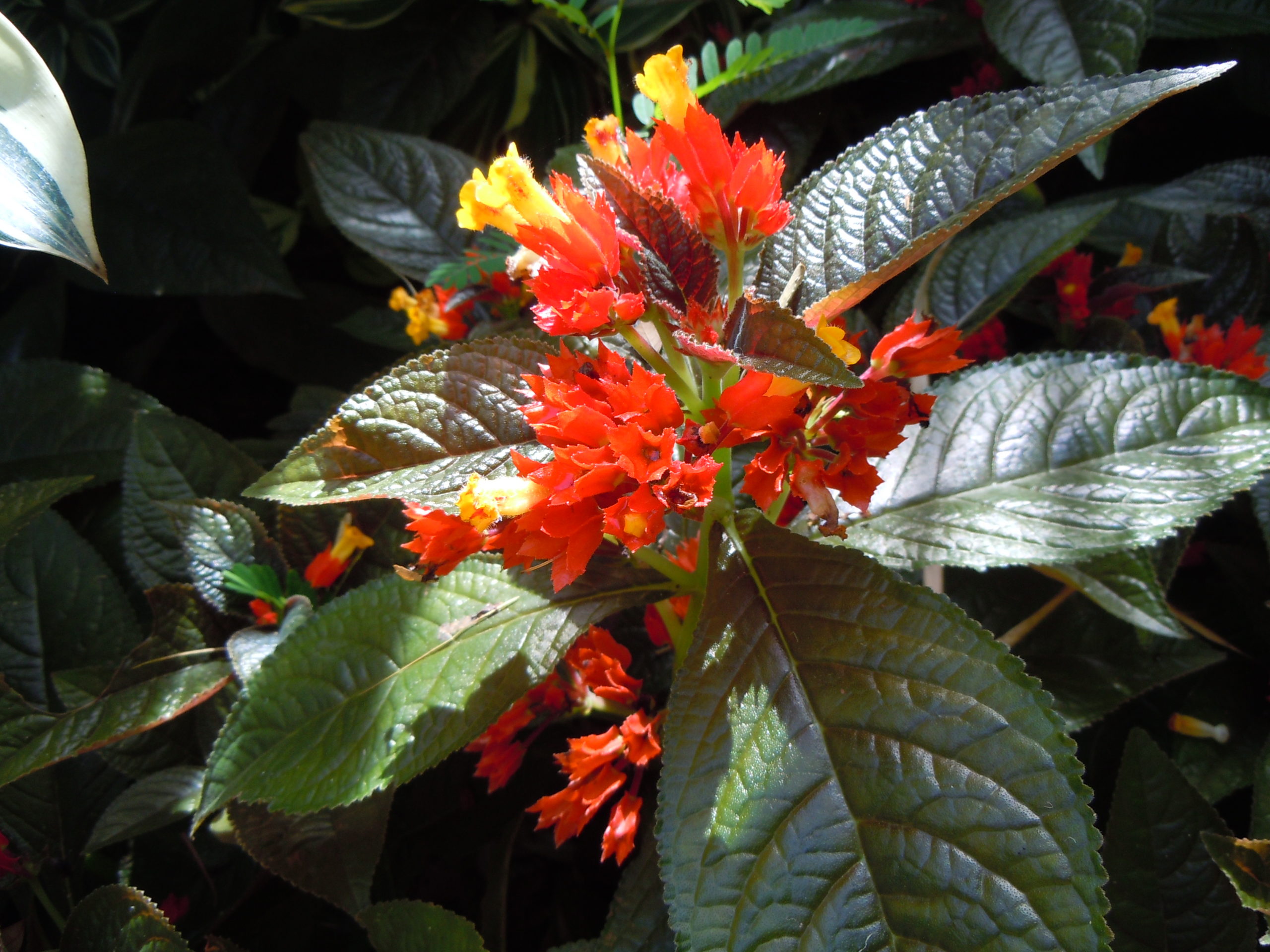 Chrysothemis pulchella - Jardin botanique de Deshaies